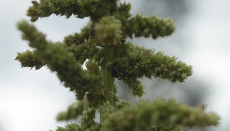 flores verdes de amaranto (Amaranthus hybridus)
