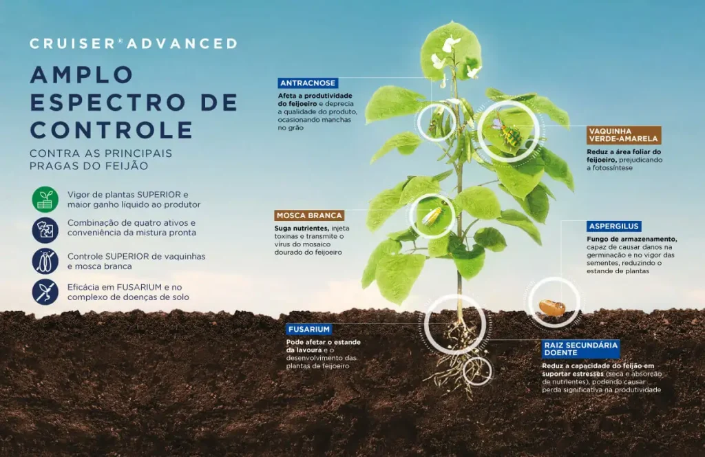 Infográfico de Cruiser Advanced, destacando seu amplo espectro de controle contra as principais pragas e doenças do feijão.