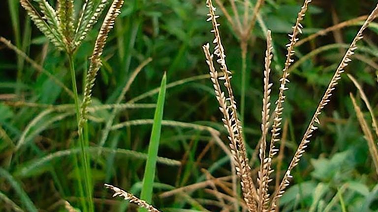 Capim-pé-de-galinha.