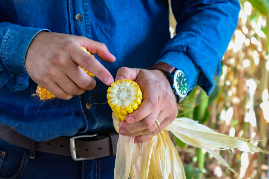 Avaliando espiga de milho
