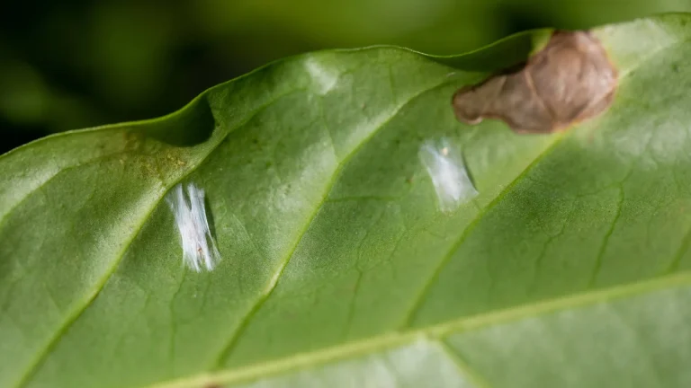 Pupas do bicho-mineiro do café (lat. Leucoptera Caffeina)