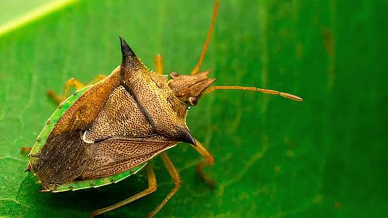 Percevejo-barriga-verde (Diceraeus spp.)