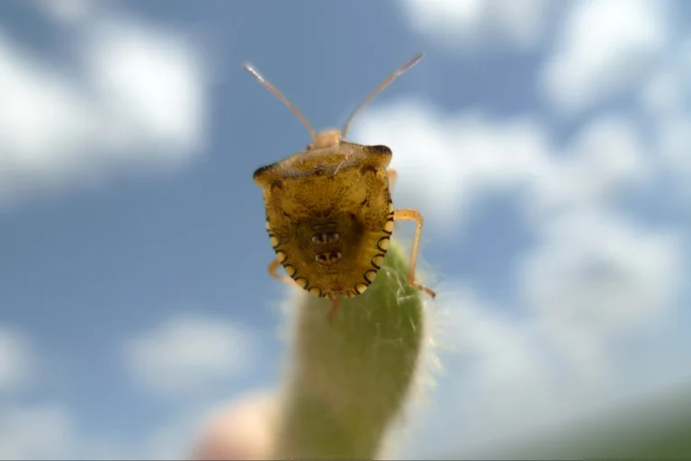 Ninfa de percevejo marrom