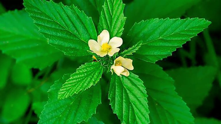 Planta com uma flor nascendo