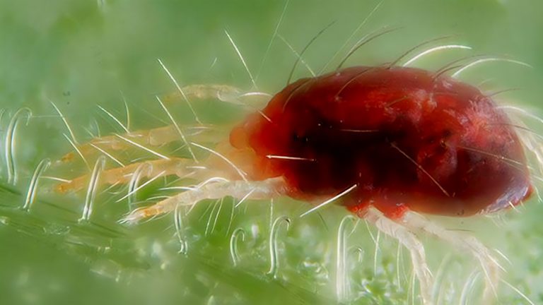 Ácaro-vermelho (Tetranychus ludeni) visto de perto.