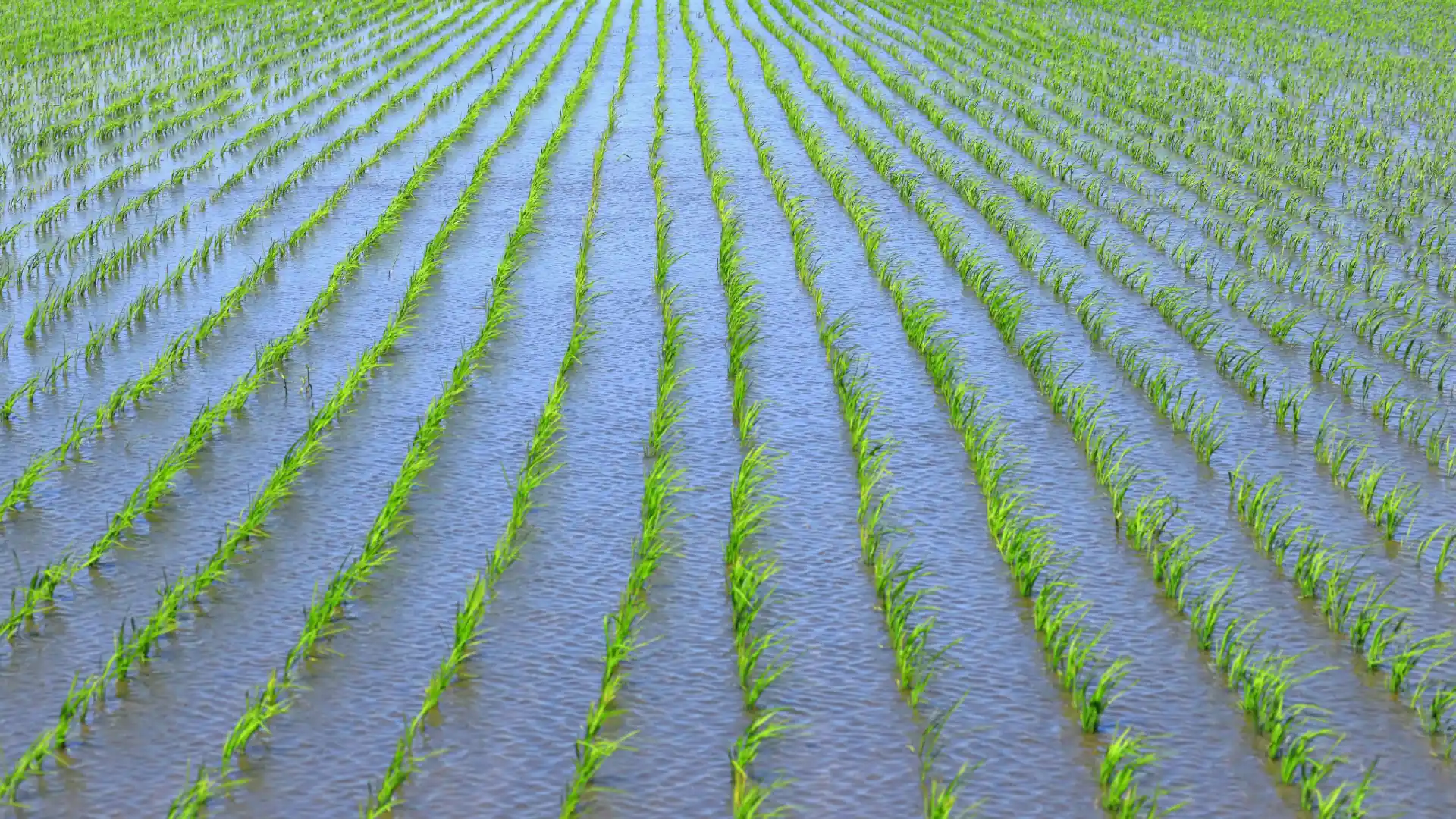 Plantação de arroz inundado jovem
