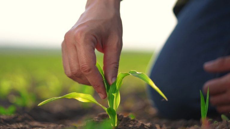 Pessoa analisando muda jovem de milho em lavoura, representando o cuidado com o desenvolvimento inicial das plantas e o monitoramento do cultivo.