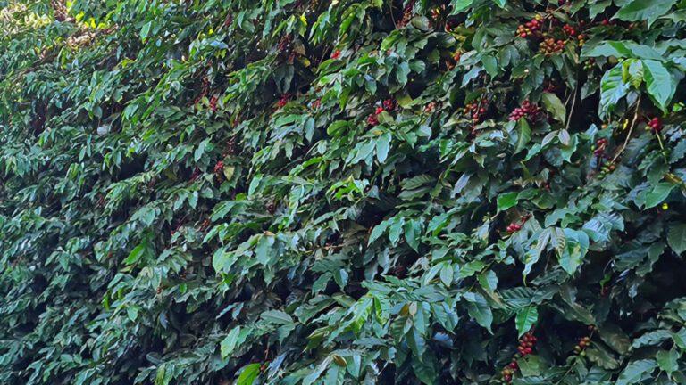 Ramos de café carregados de grãos vermelhos maduros.