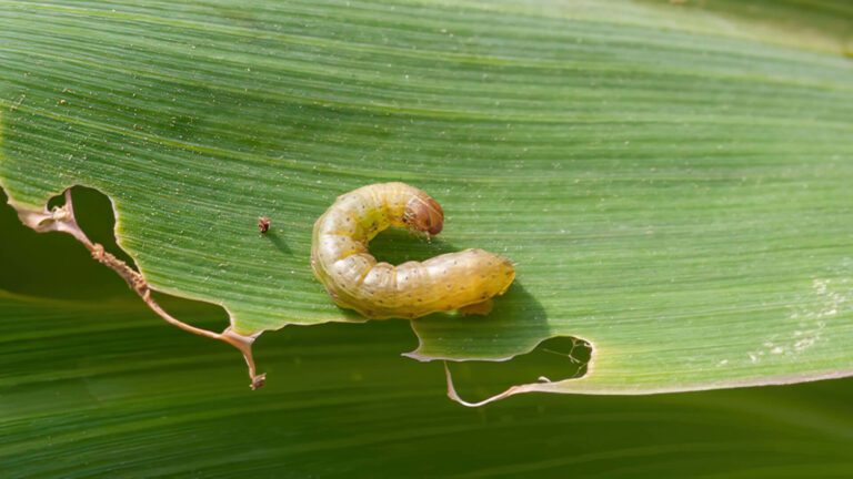 Lagarta amarelada em folha de milho com sinais de mastigação