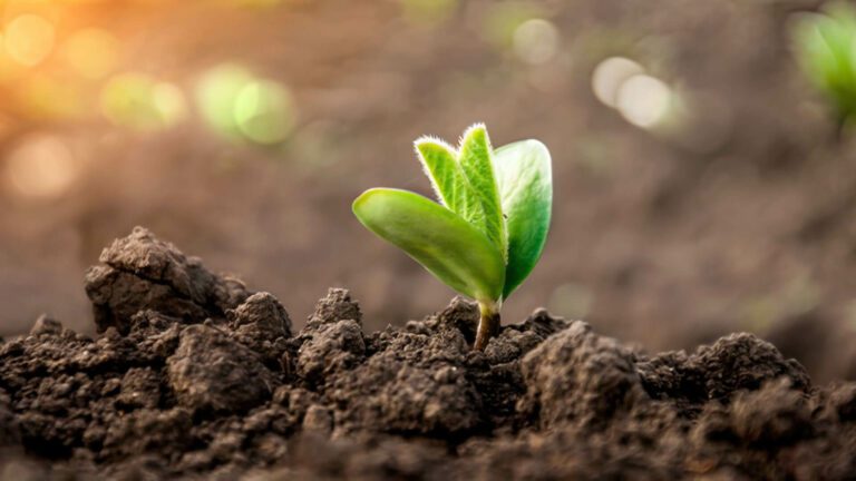 Plantio em fase inicial de germinação, simbolizando crescimento e renovação agrícola