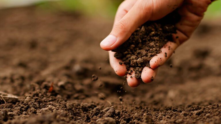 Agricultor segurando punhado de solo.