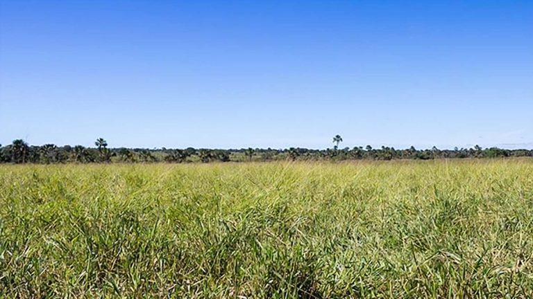 Campo extenso de vegetação rasteira sob céu azul claro.