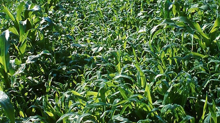 Capim-marmelada (Brachiaria plantaginea).