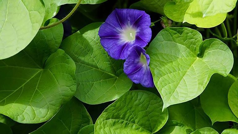 Corda-de-viola (Ipomoea triloba L.).