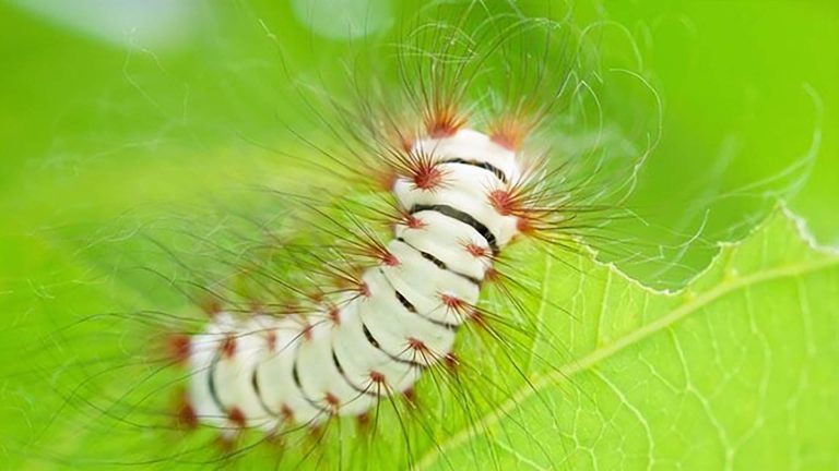 Lagarta-de-fogo (Megalopyge lanata).