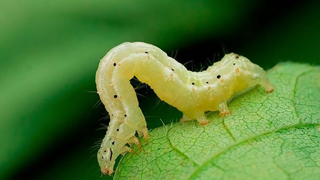 Lagarta falsa-medideira (Chrysodeixis includens)