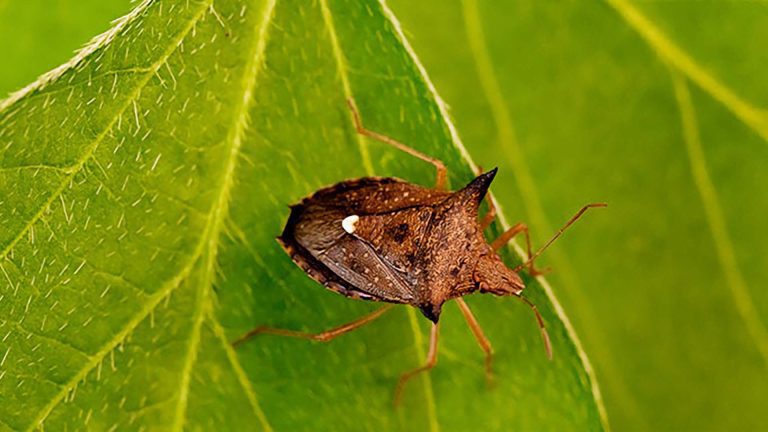 percevejo-marrom (Euschistus heros)