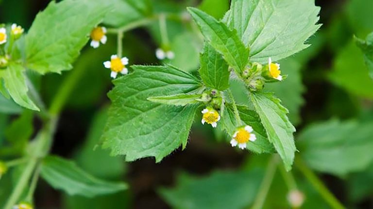 Picão-branco (Galinsoga parviflora).