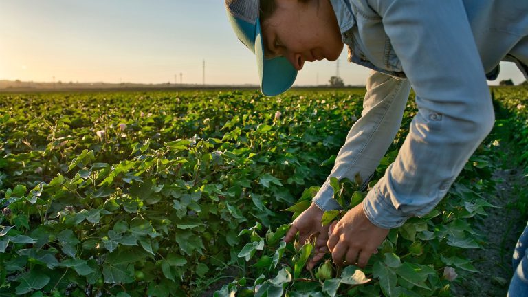 Produtora agrícola analisa plantação de algodão em fase inicial de floração.