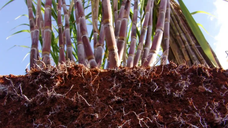 Raízes da cana