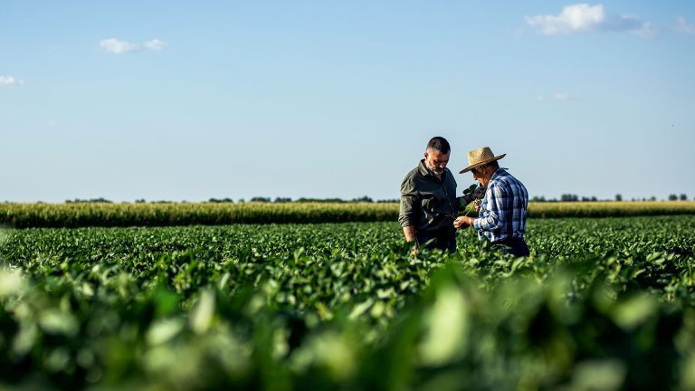 Produtores rurais analisando folhas e desenvolvimento de soja ou milho no campo.