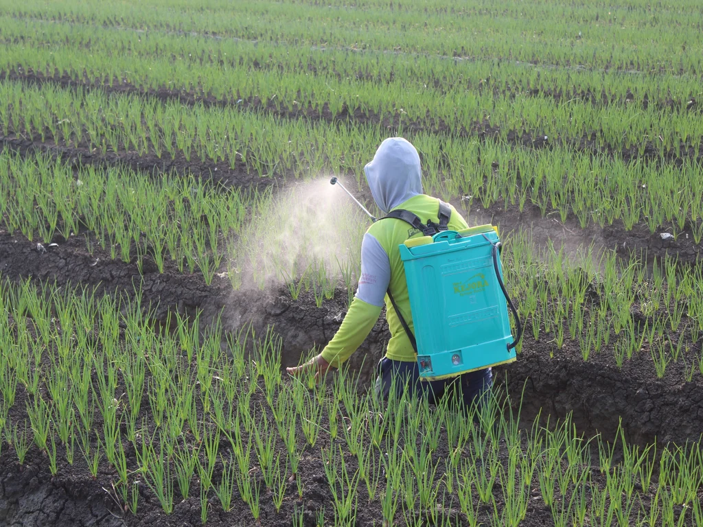 Pessoa pulverizando em uma plantação 