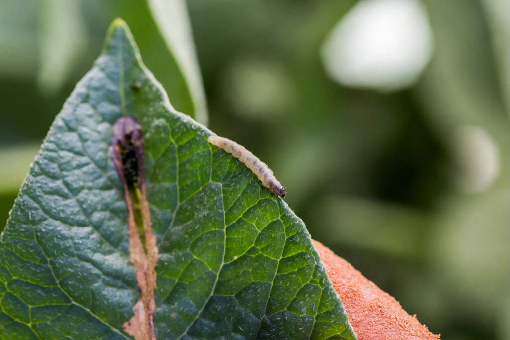 Lagarta da traça-da-batata (Phthorimaea operculella) sobre folha da batata com um dano aparente de mina.
