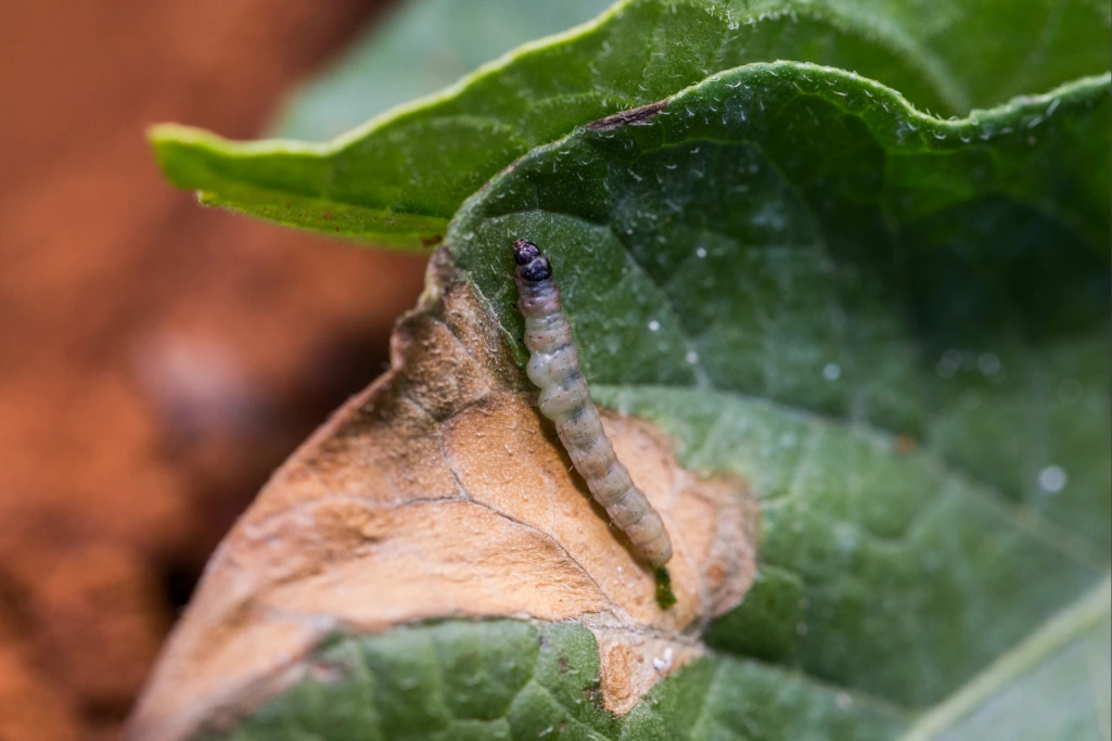 Lagarta da traça-da-batata (Phthorimaea operculella) sobre folha da batata com um dano aparente de mina.