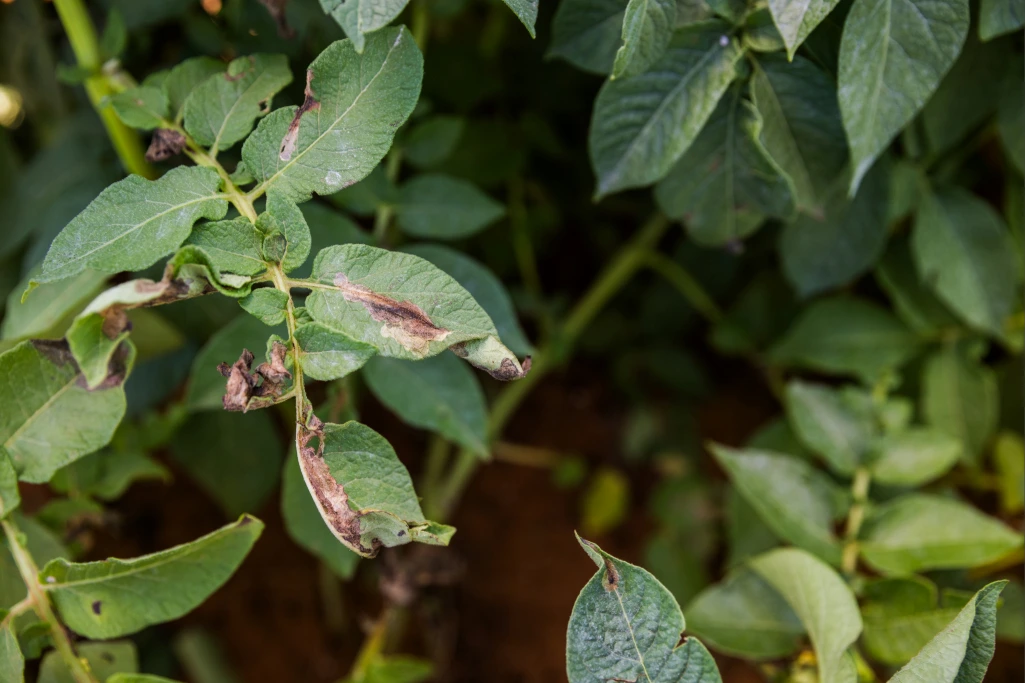 Folhas de batata com danos aparentes causados pela lagarta da traça-da-batata (Phthorimaea operculella).