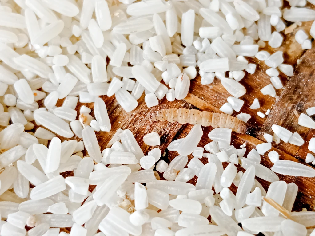 Larva de gorgulho sobre grãos de arroz branco, indicando infestação no armazenamento