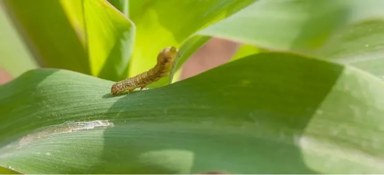 Lagarta Spodoptera frugiperda em folha do milho.