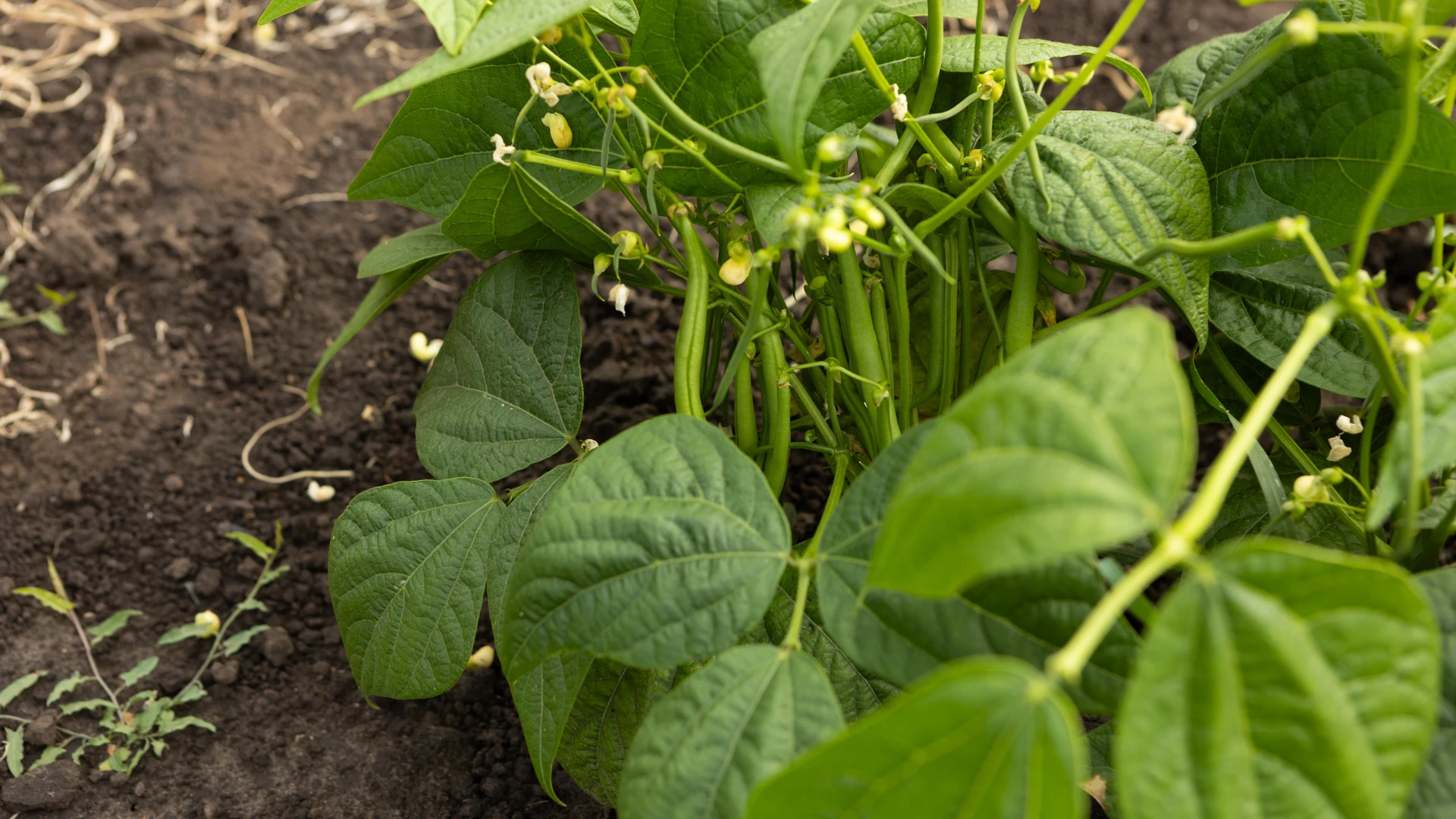 Pé de feijão com vagens verdes e flores brancas em fase de desenvolvimento