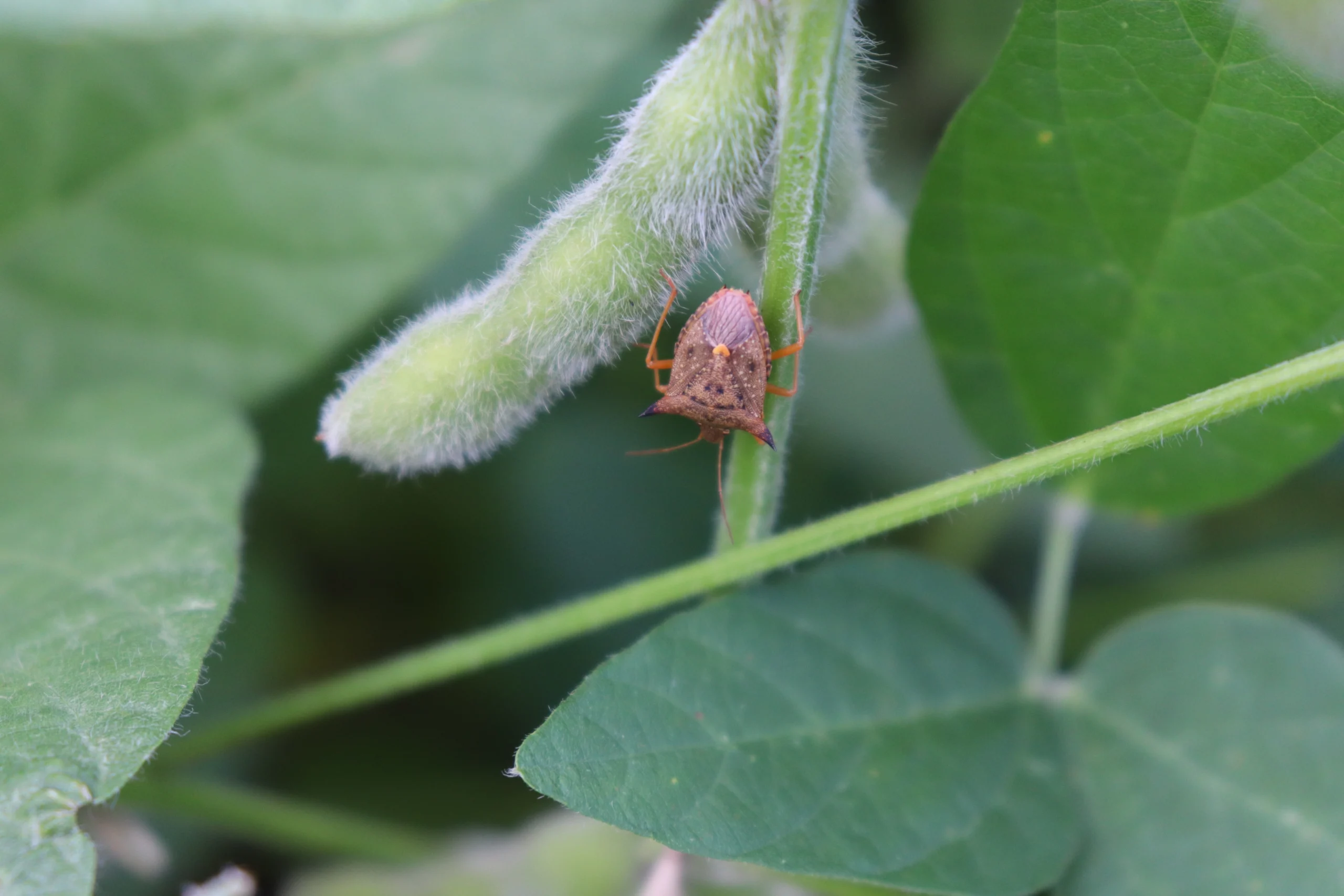 Inseticidas organofosforados