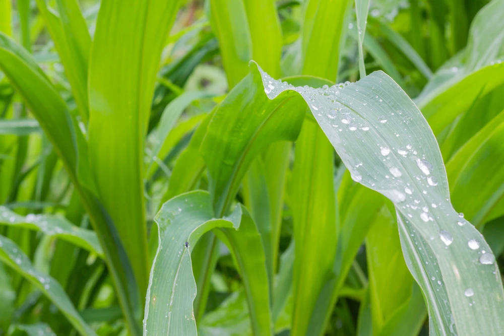 aderência dos bioinsumos às plantas