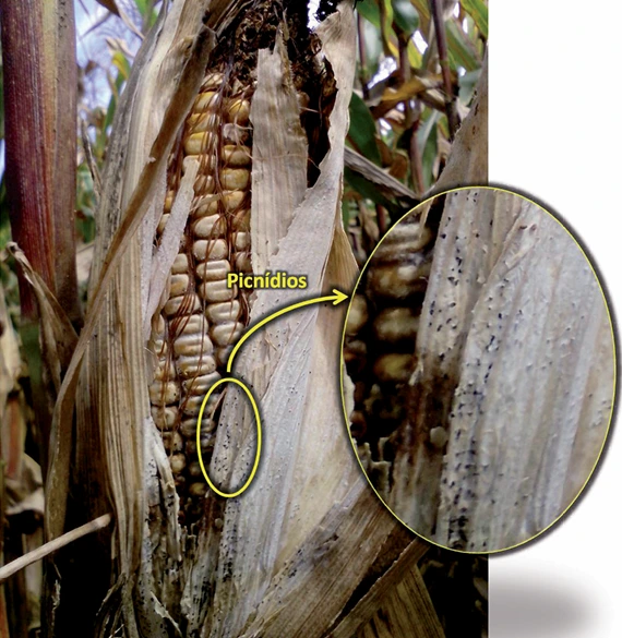 espiga de milho na planta, encoberta parcialmente por palha seca, apresentando pequenas pontuações escuras, sintoma típico da podridão-branca-das-espigas.