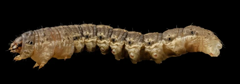 Praga agrícola em destaque, ampliação para fins de identificação.