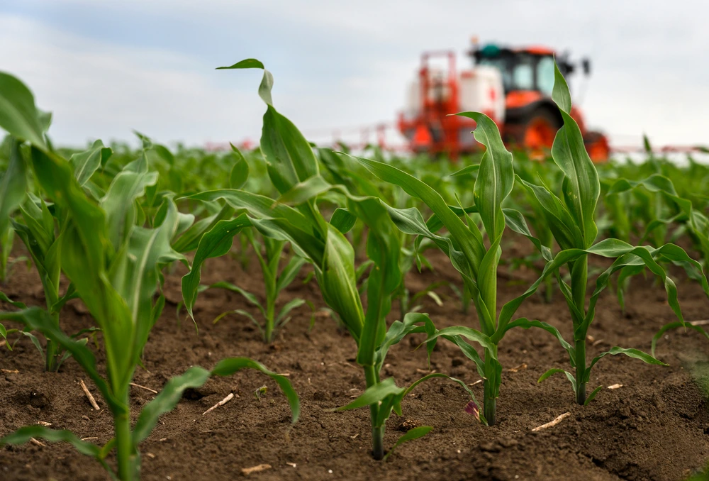 pés de milho em fase de crescimento sobre o solo, com máquina ao fundo fazendo a aplicação de insumos agrícolas.