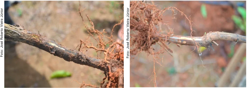 Raízes de cafeeiro com sintomas de rhizoctoniose (à esquerda) e fusariose (à direita).