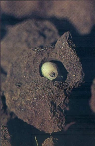 Fase larval do tamanduá-da-soja
