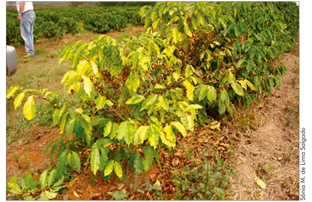 Plantas de café com sintomas de nematoides.