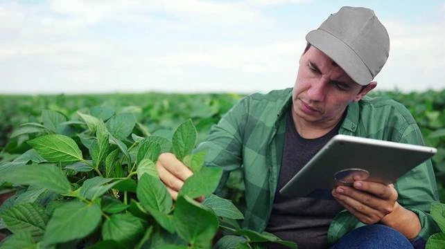 Homem avaliando as folhas das plantas de uma lavoura de soja.
