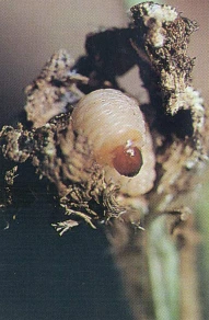Imagem aproximada da fase larval da praga Sternechus subsignatus