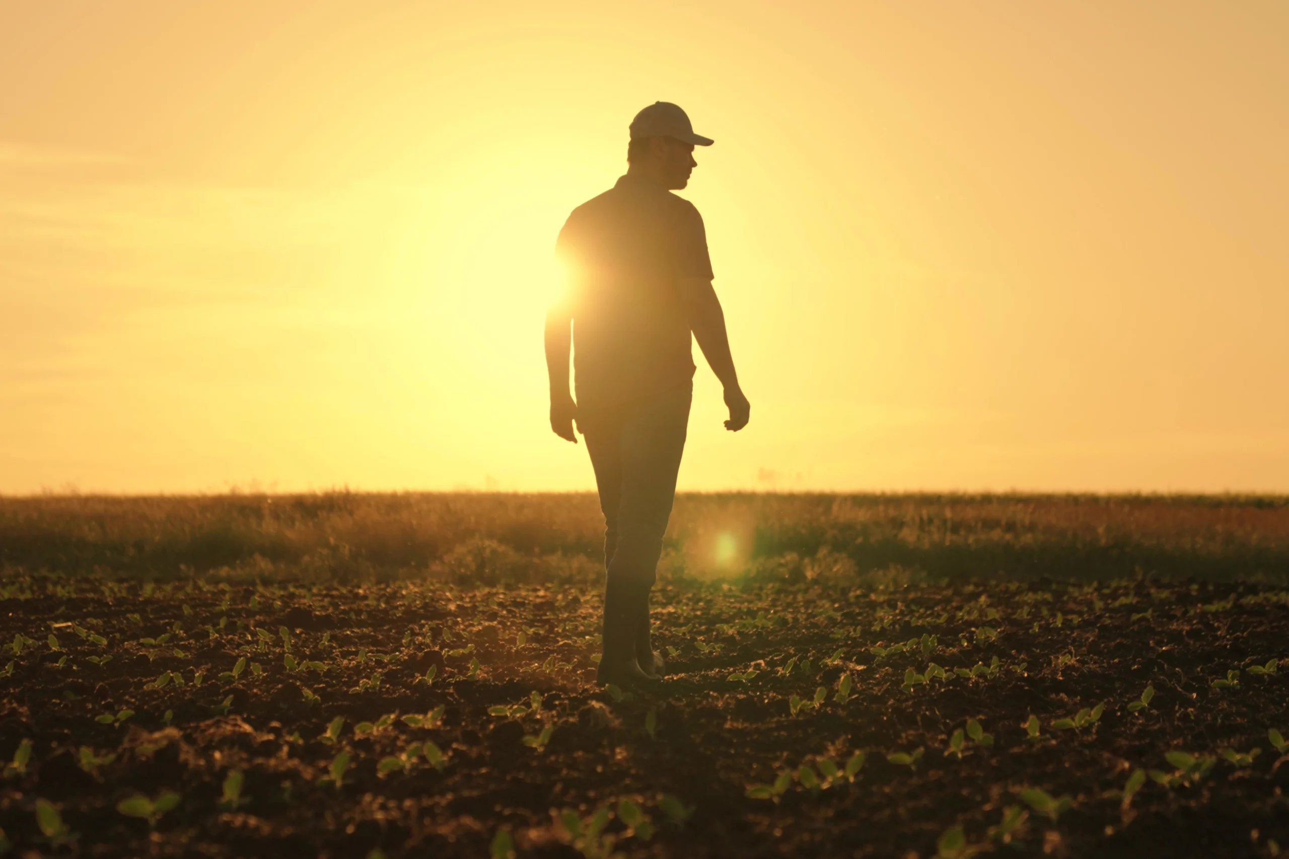Tudo sobre mercado agrícola: panorama, desafios e oportunidades