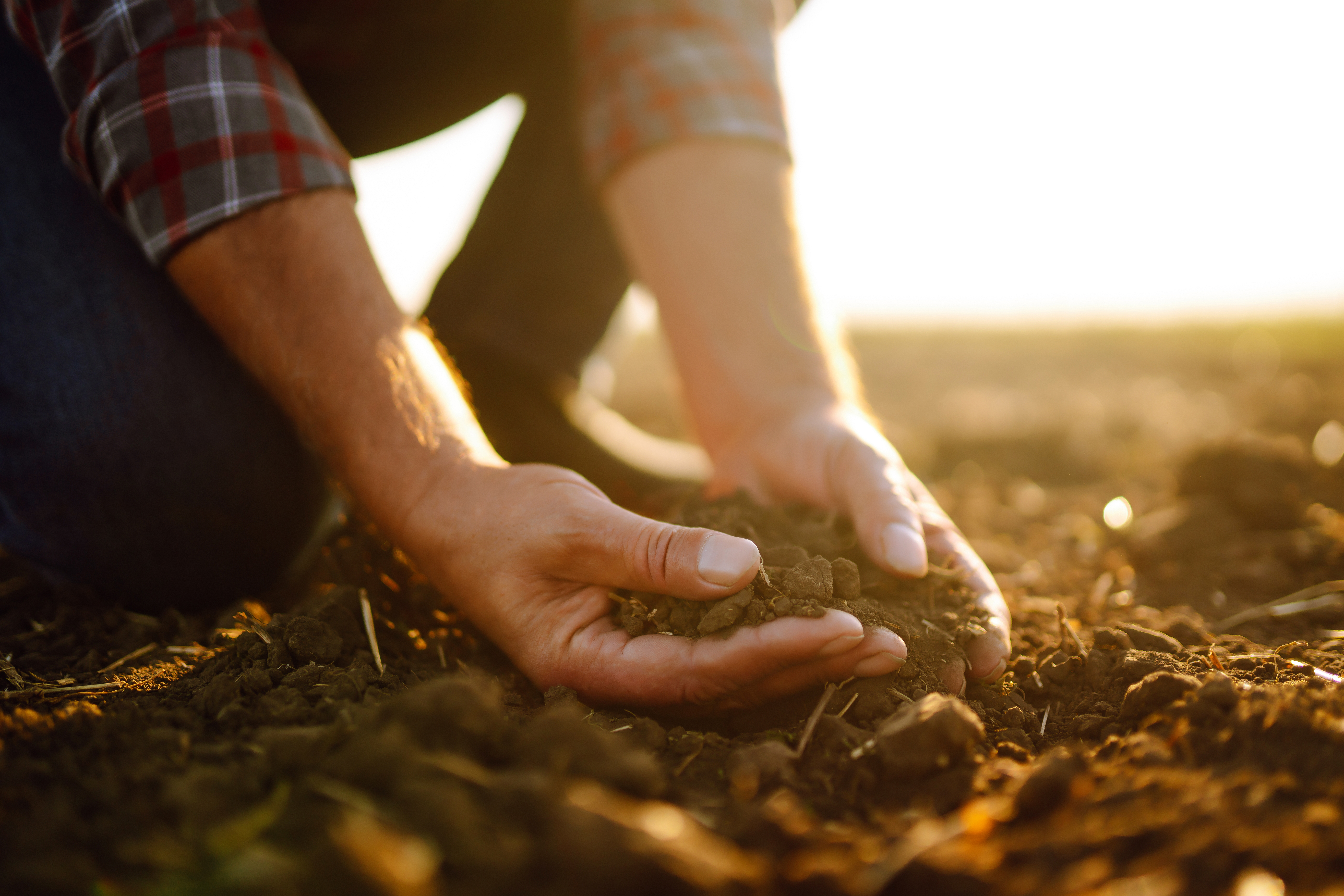 Neossolo: características, ocorrência e manejo para uso agrícola