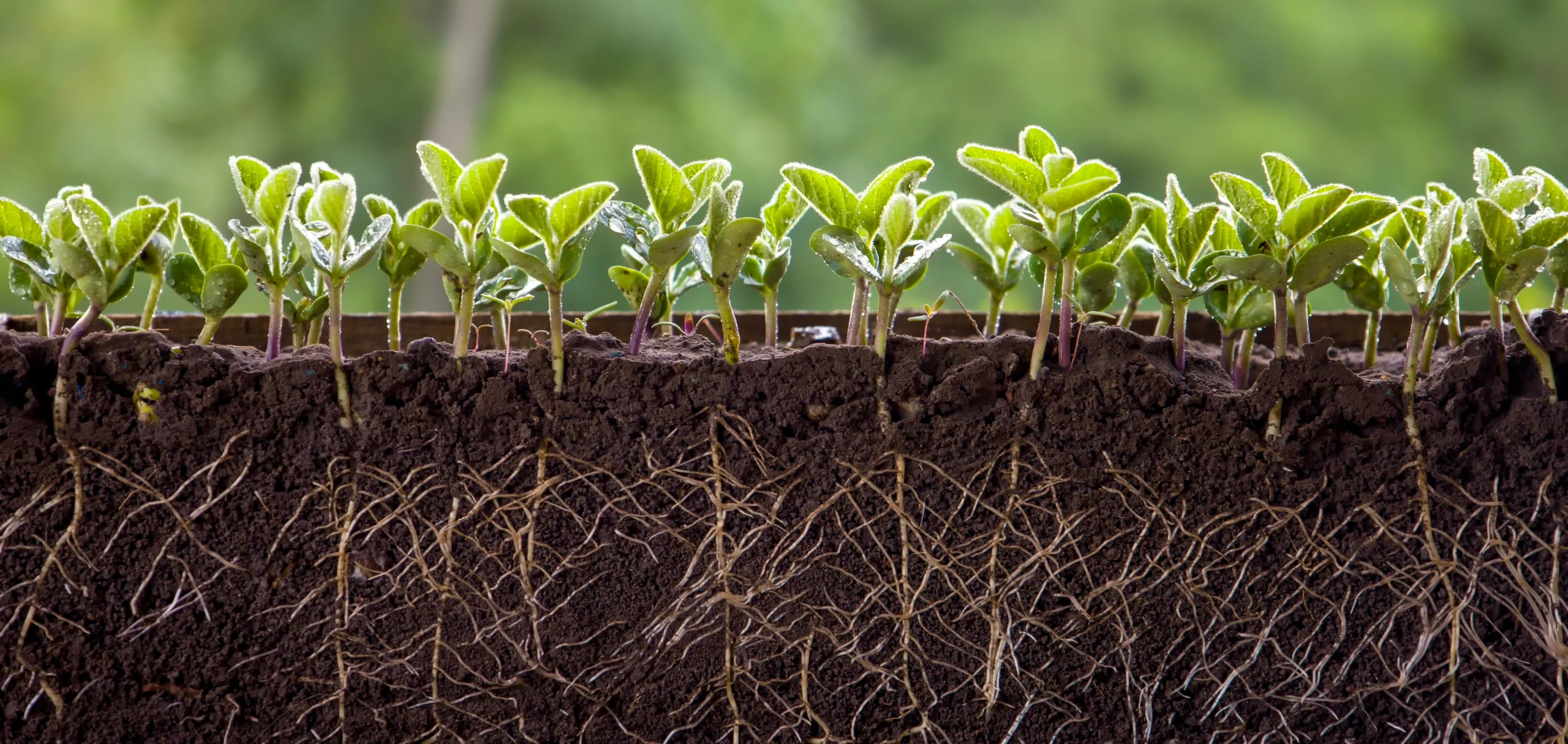 Manejo do solo: práticas essenciais para a produtividade agrícola