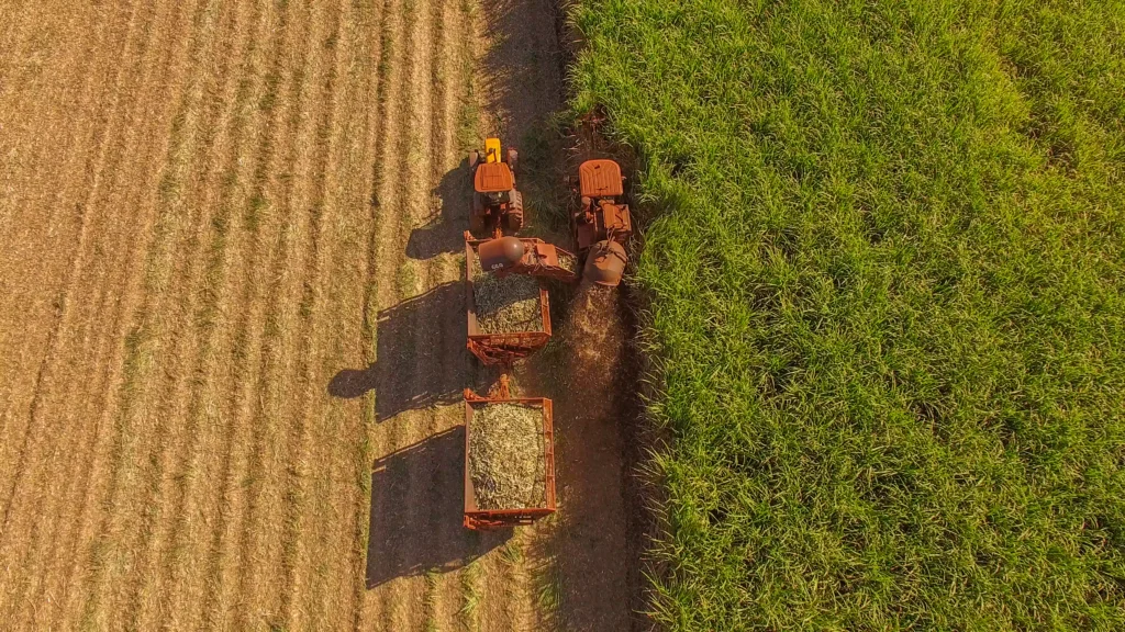 Colheita de cana-de-açúcar em uma área com boa produtividade