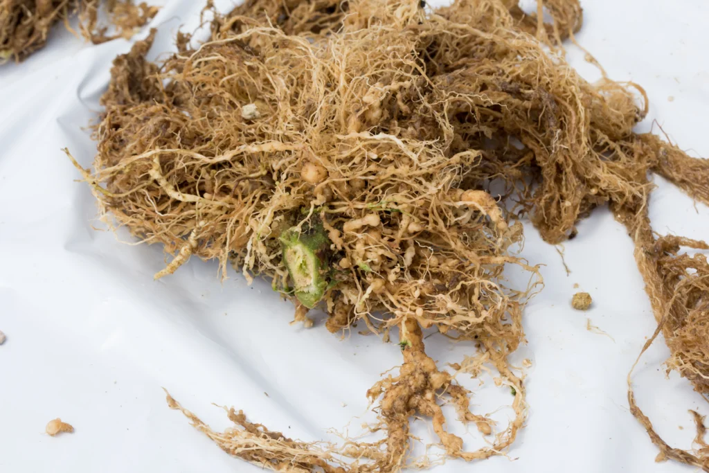Raízes de tomate com sintomas de nematoides