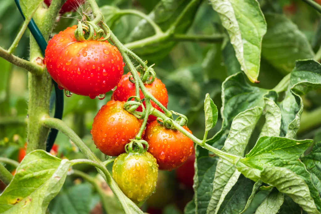 Frutos de tomate em maturação molhados pelas gotas da chuva no campo