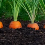 Como alcançar um crescimento vigoroso na produção de hortifrúti?