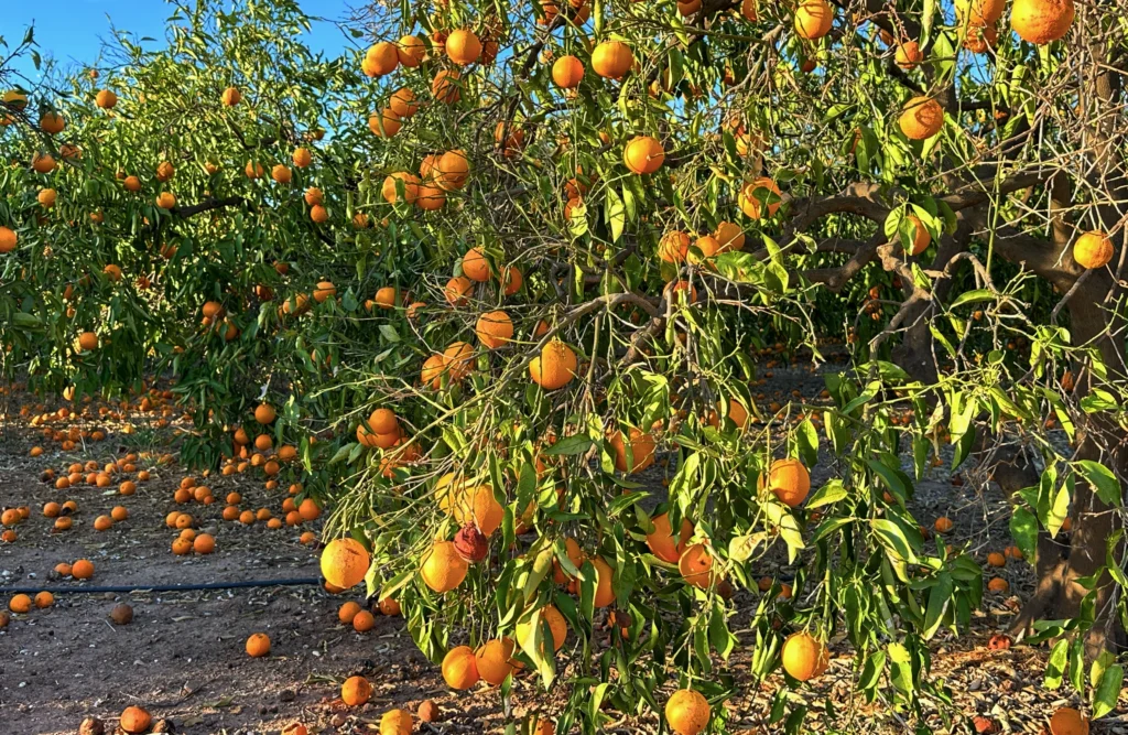 Pomar de citrus com frutos caídos, um dos problemas da safra 2024/25.